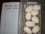 CIMG3149.jpg image by ActionReptiles